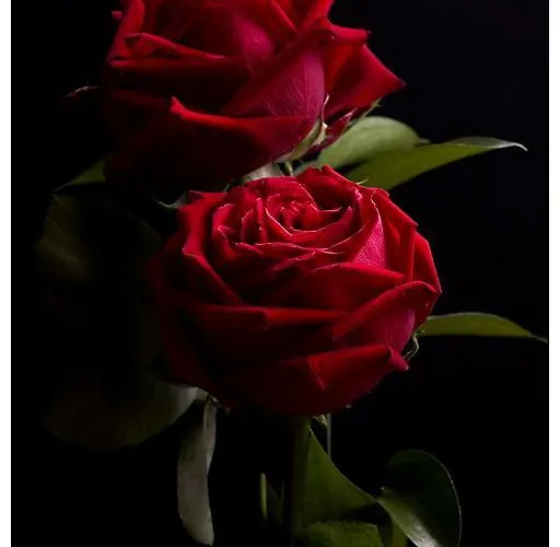 Tio Pepe רוזטו דליי אברוצי